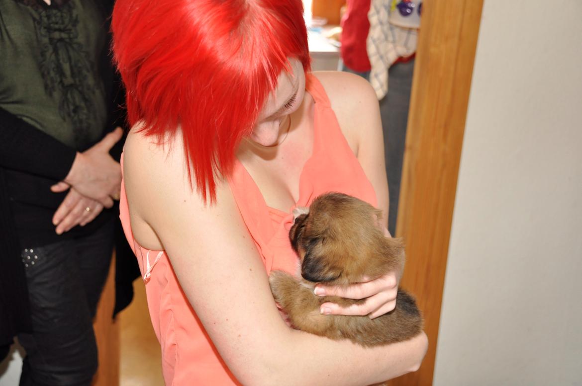 Tibetansk spaniel Albert. - første dag i mit nye hjem. <3 billede 4