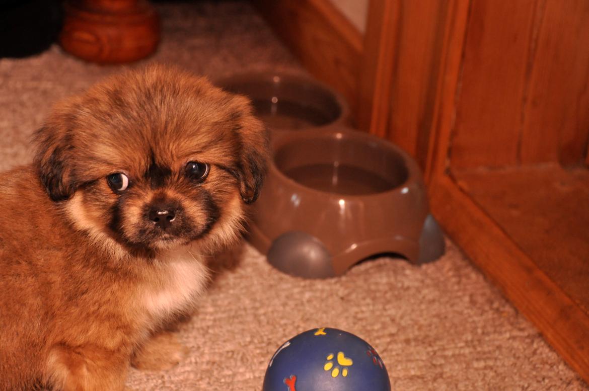 Tibetansk spaniel Albert. - Årh <3 billede 19
