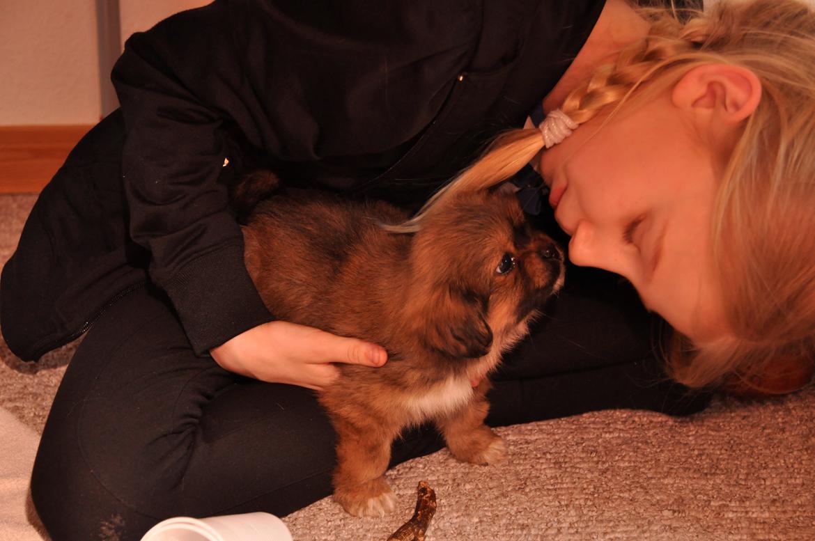 Tibetansk spaniel Albert. - Hende Maya er nu meget sød <3 billede 5