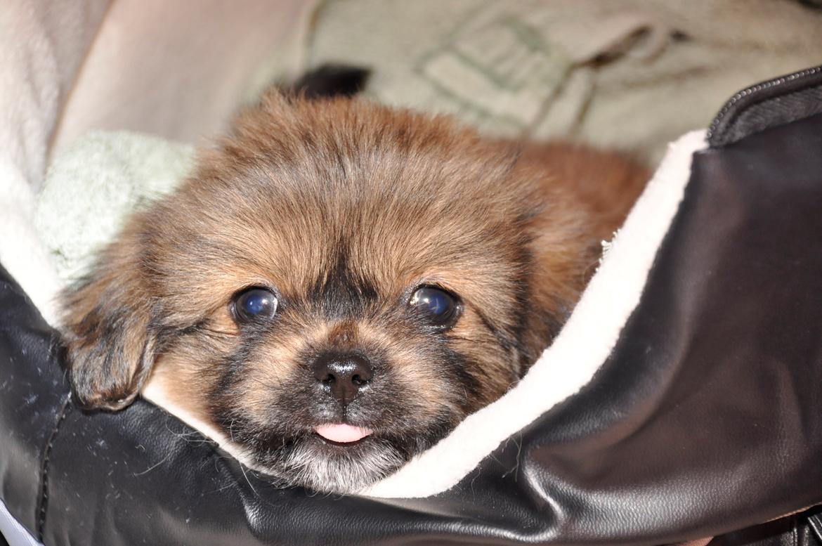 Tibetansk spaniel Albert. - Hej verden <3 billede 3