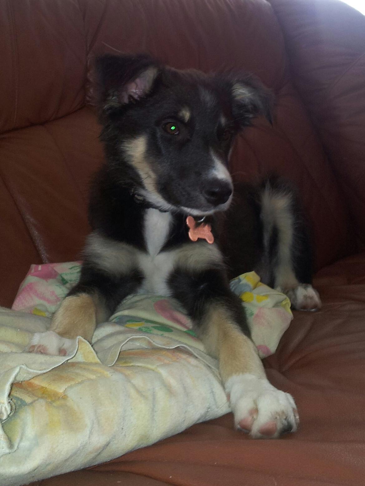 Blanding af racer Baloo - jeg vil lege kom nu billede 7