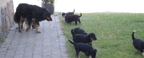 Blanding af racer Baloo - Baloo sammen med hans mor og søskende billede 8