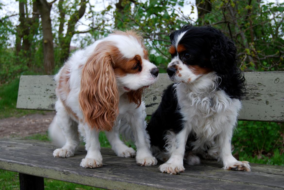 Cavalier king charles spaniel Valde - Valde og hans kæreste Zoya billede 3