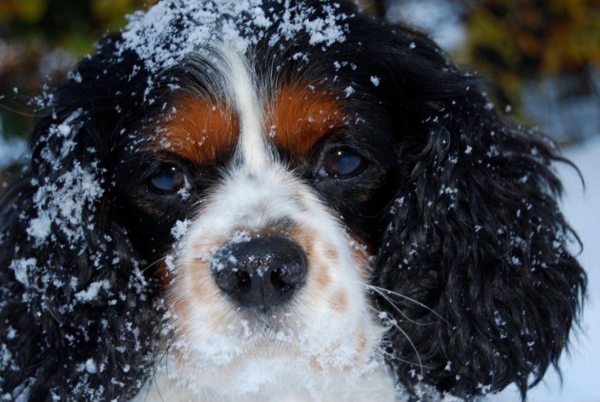 Cavalier king charles spaniel Valde billede 1