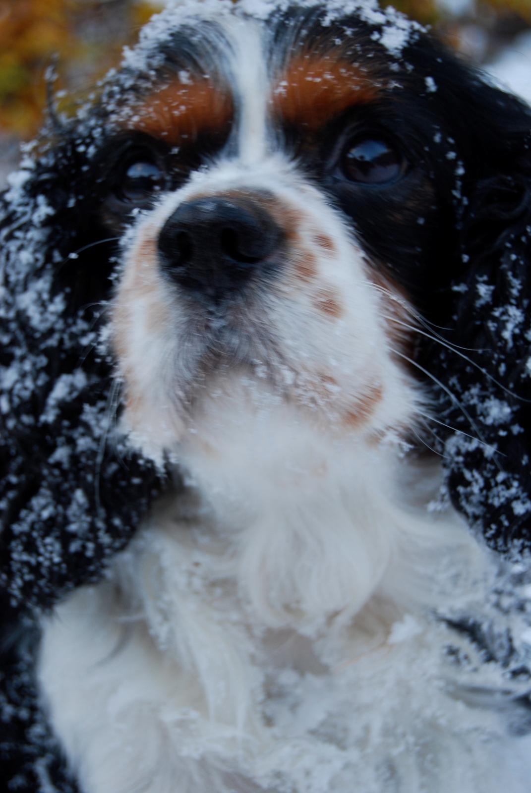 Cavalier king charles spaniel Valde billede 4