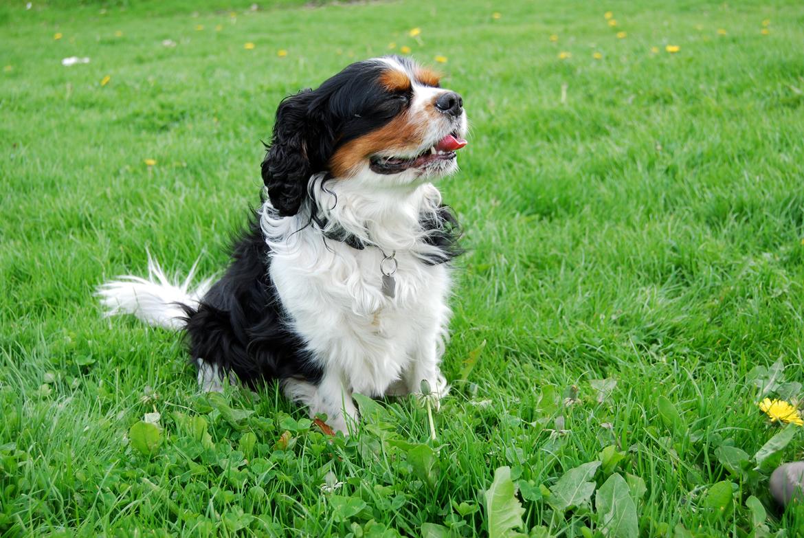 Cavalier king charles spaniel Valde billede 2