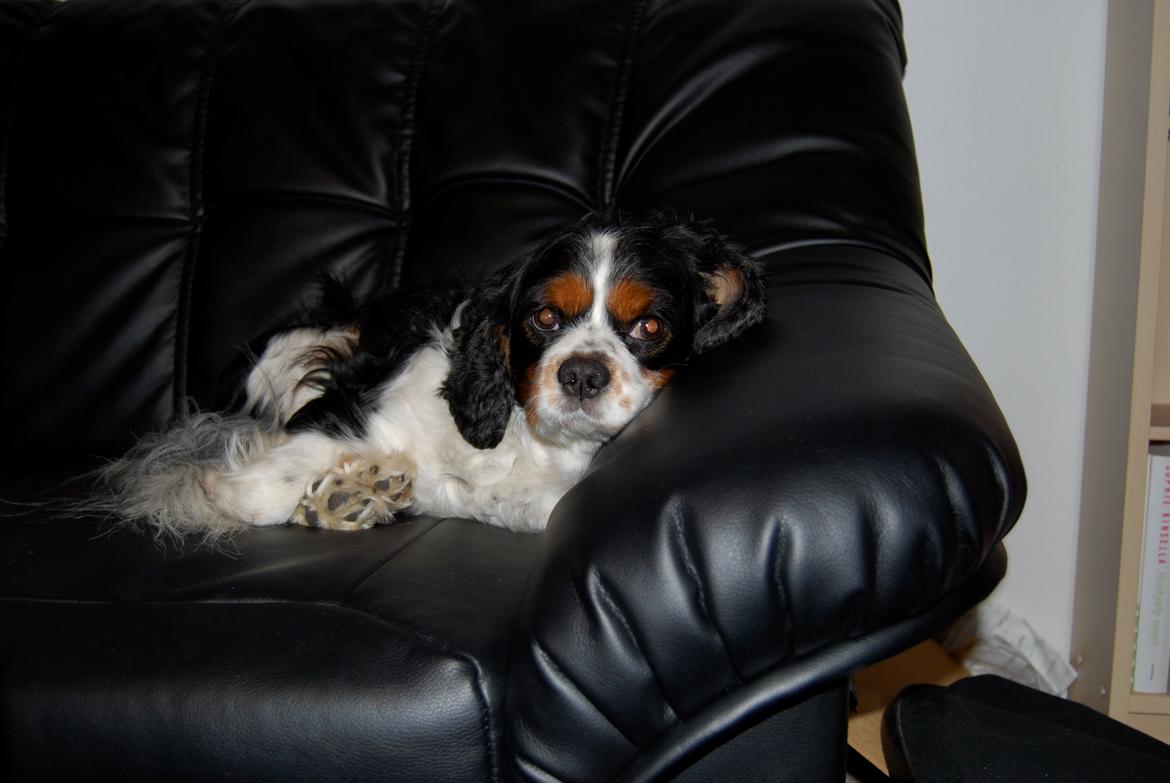 Cavalier king charles spaniel Valde billede 5
