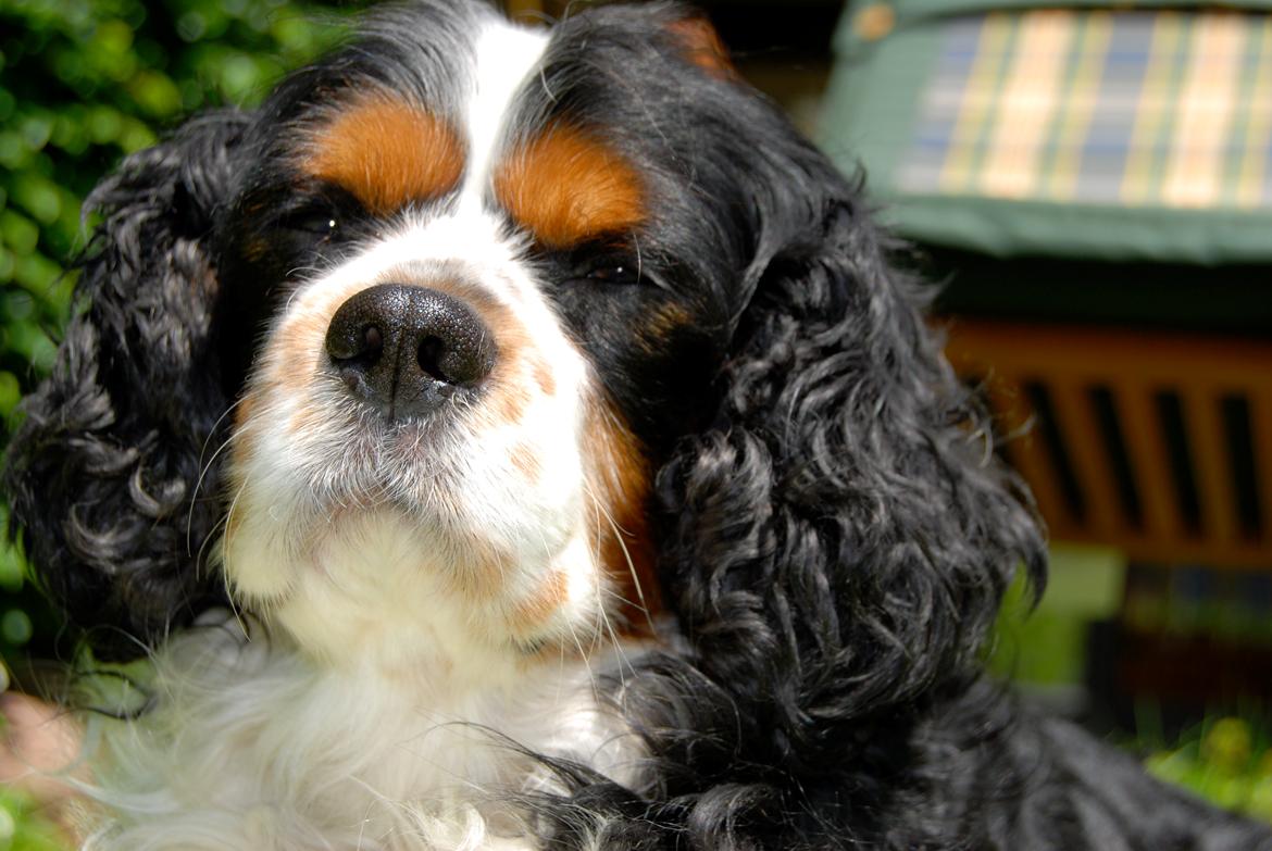 Cavalier king charles spaniel Valde billede 6