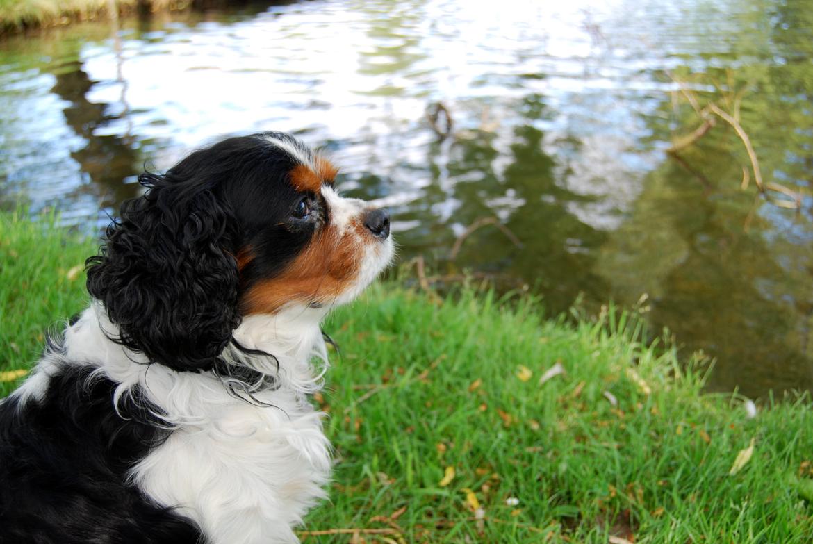 Cavalier king charles spaniel Valde billede 7