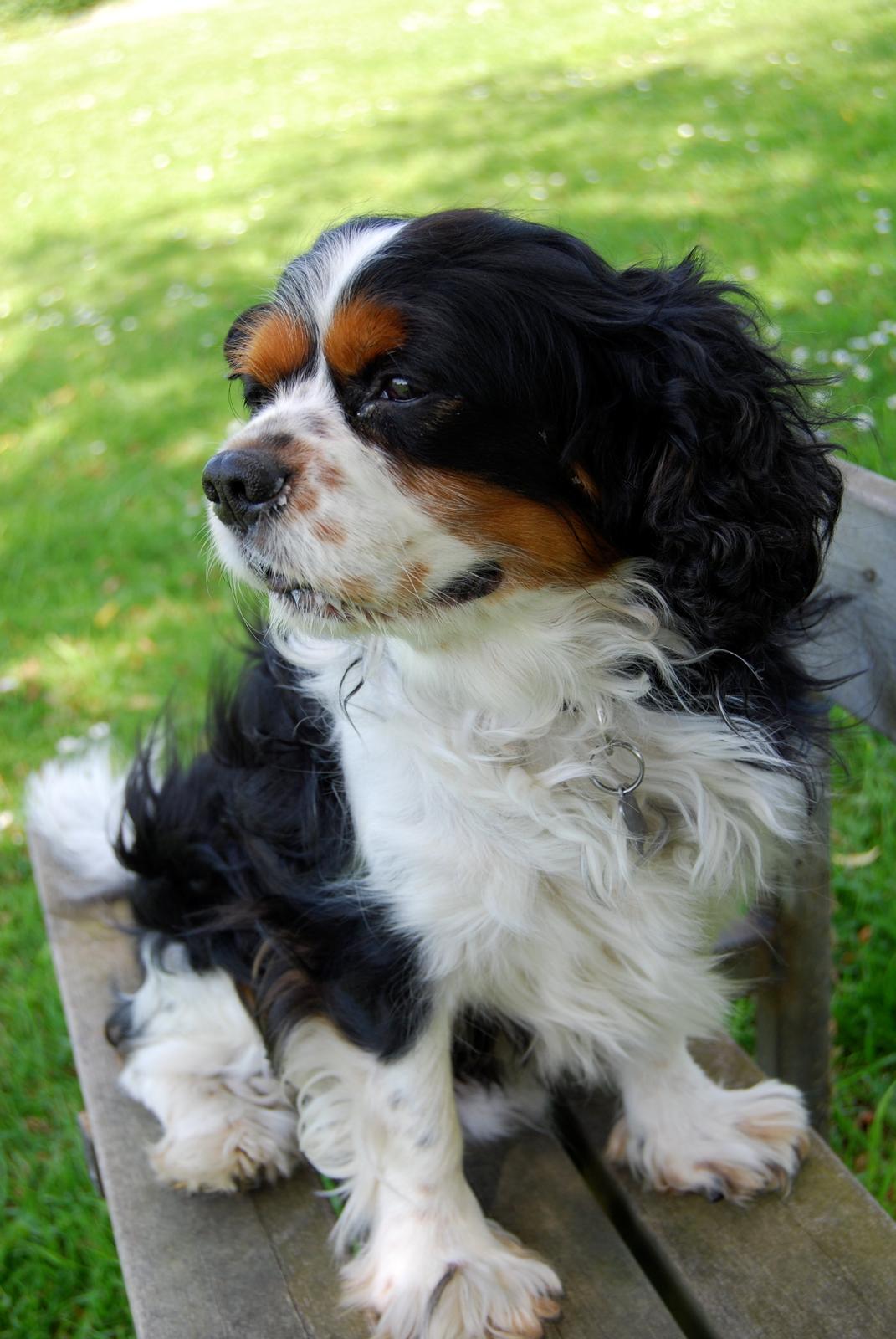 Cavalier king charles spaniel Valde billede 8