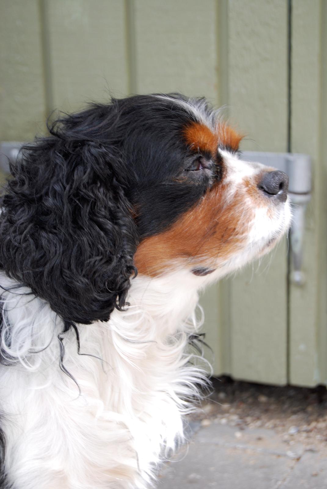 Cavalier king charles spaniel Valde billede 9
