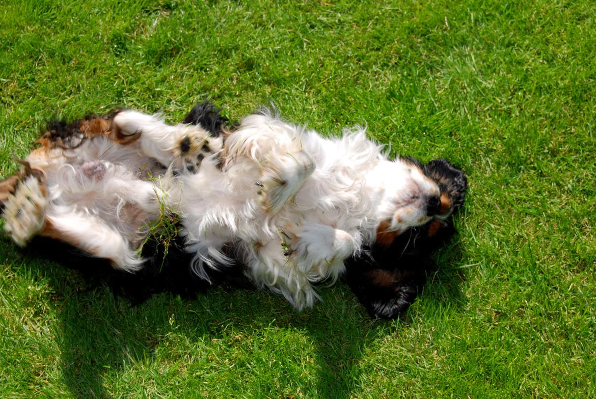 Cavalier king charles spaniel Valde billede 10