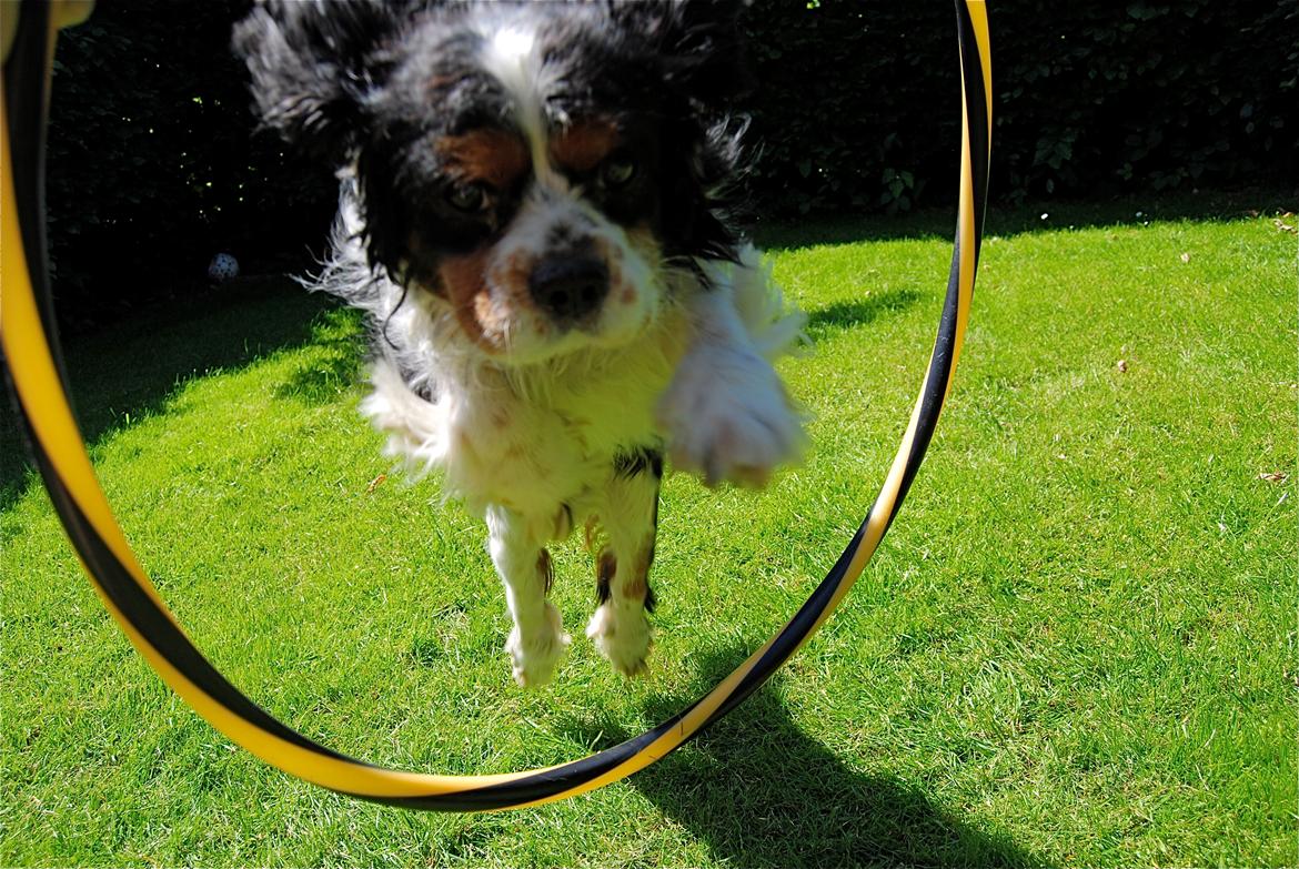 Cavalier king charles spaniel Valde billede 11