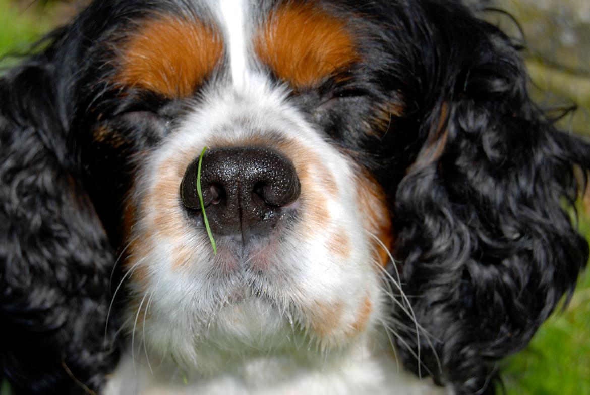 Cavalier king charles spaniel Valde billede 12