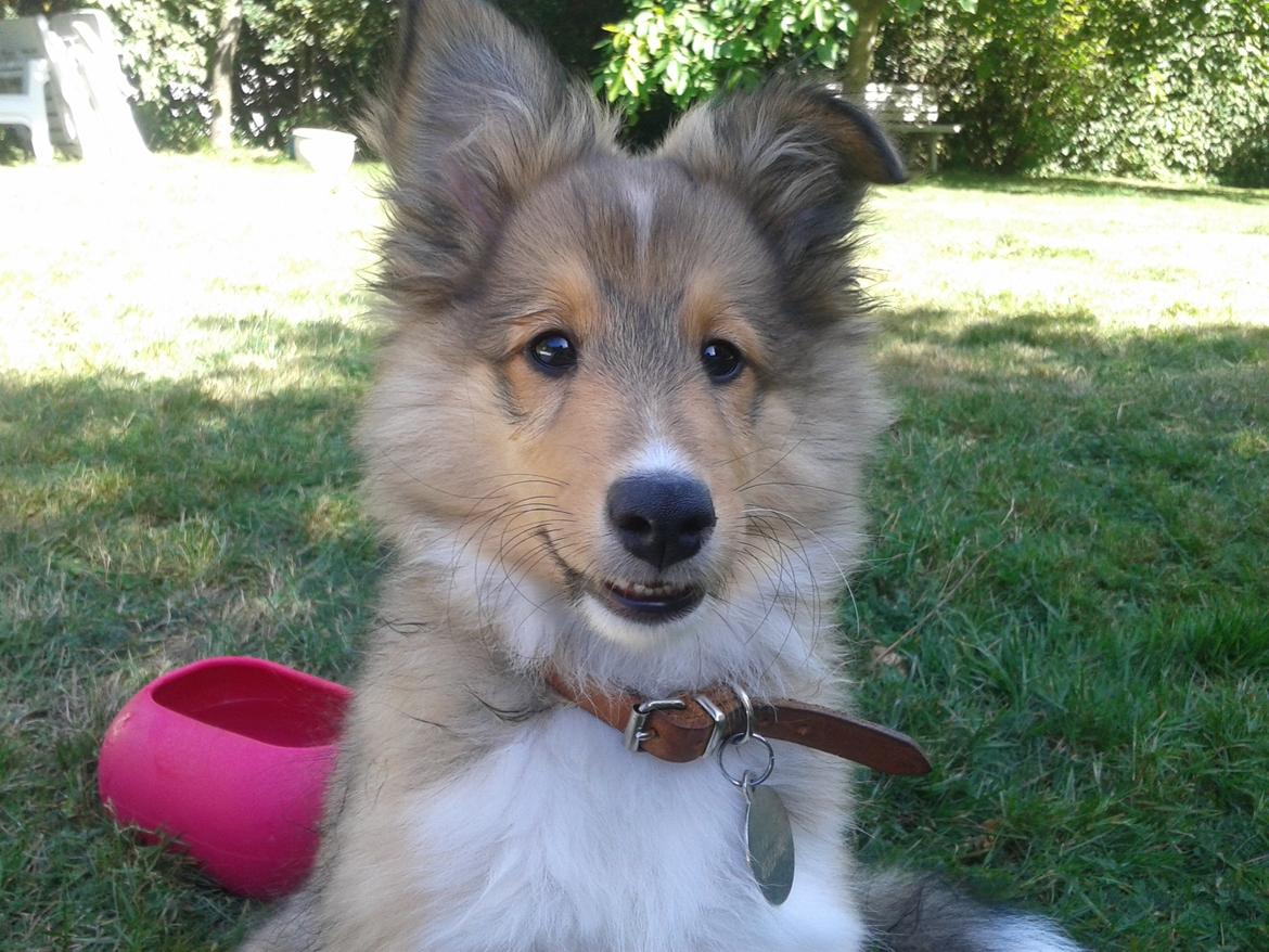 Shetland sheepdog Malik - Kan du så få det øre ned Malik! billede 19