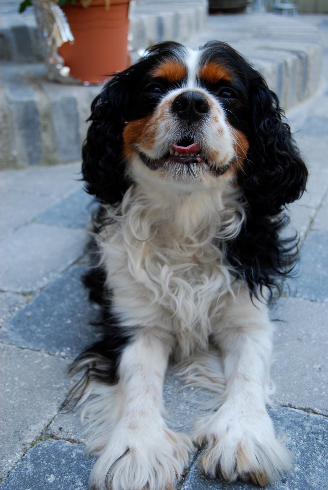 Cavalier king charles spaniel Valde billede 14