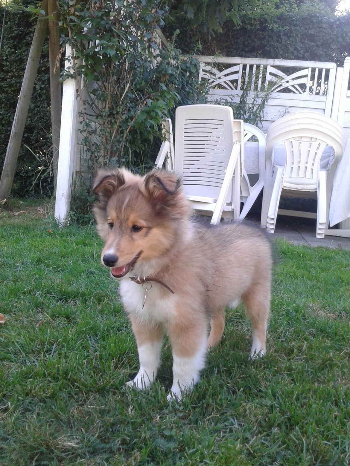 Shetland sheepdog Malik billede 21