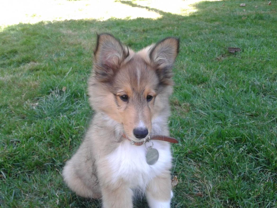 Shetland sheepdog Malik - Og så skulle det andet øre selvfølgelig også lige op... :) billede 20