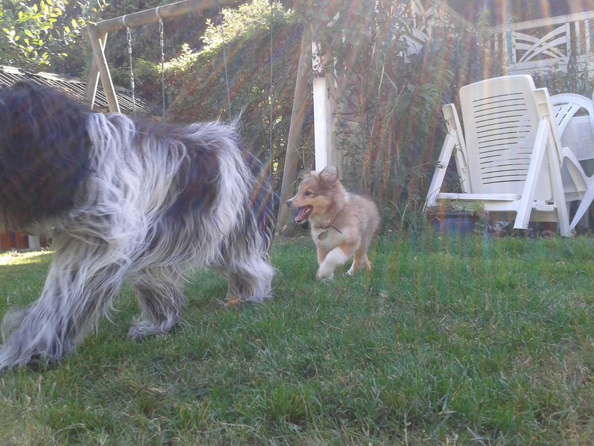 Shetland sheepdog Malik - Jeg følger lige i hælene på min "storesøster" billede 22