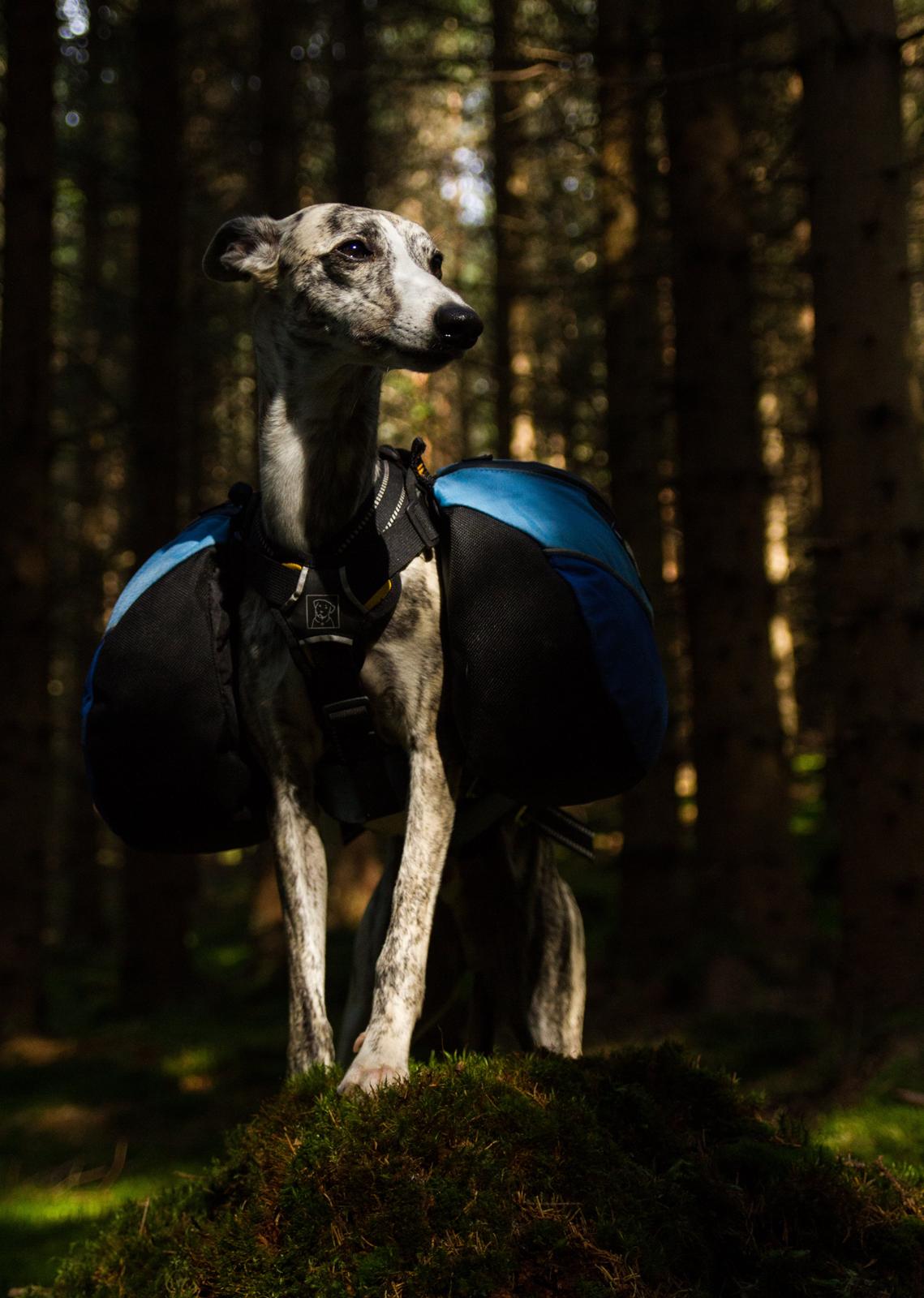 Whippet Benjamin - August 2013 billede 21