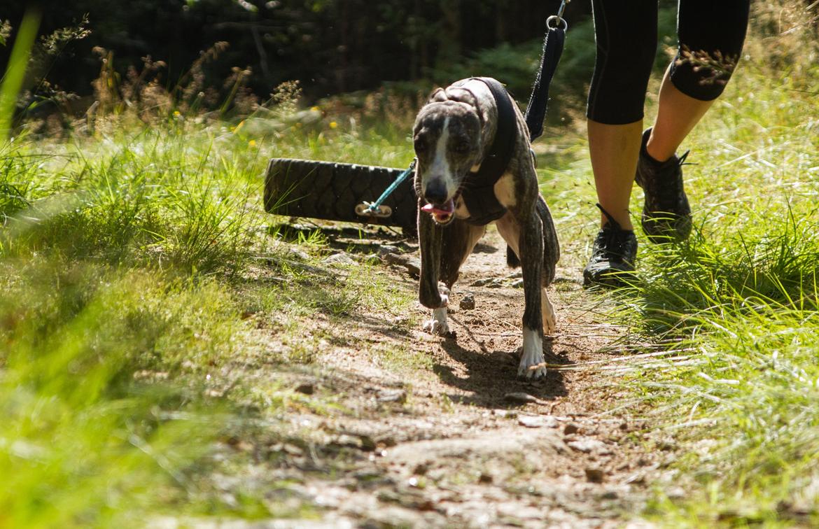 Whippet Anastasia - August 2013 billede 21