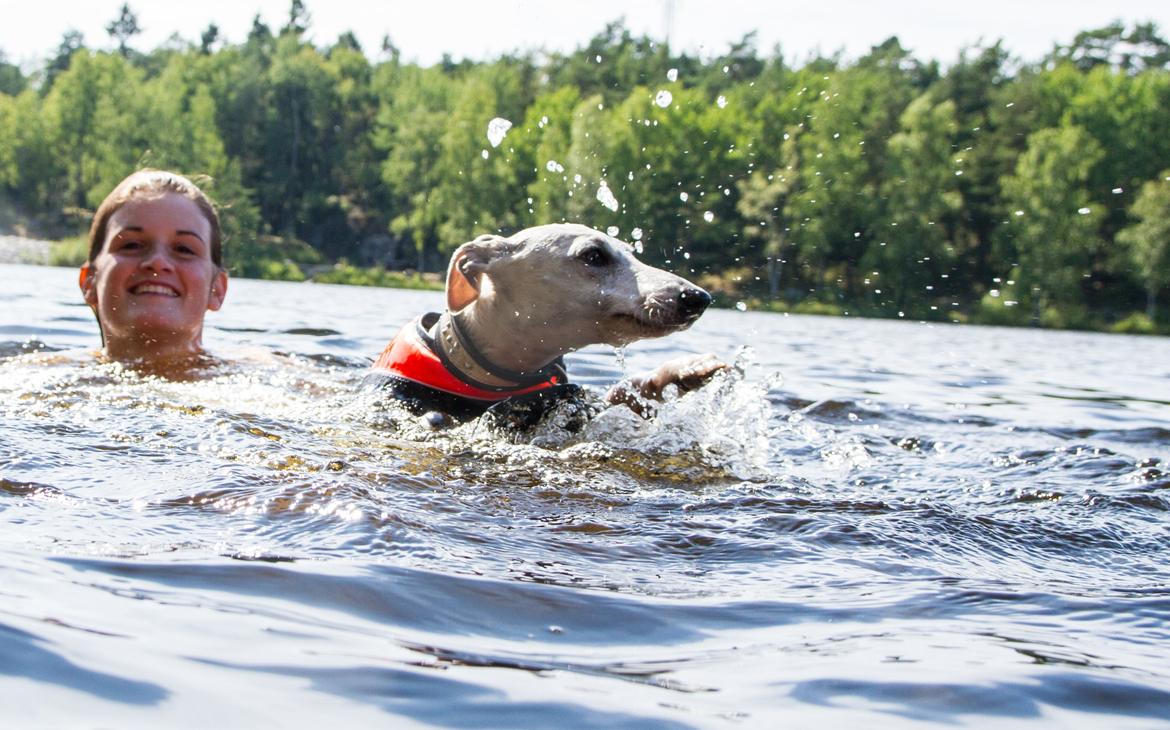 Whippet Kiwi - Juli 2013 billede 37