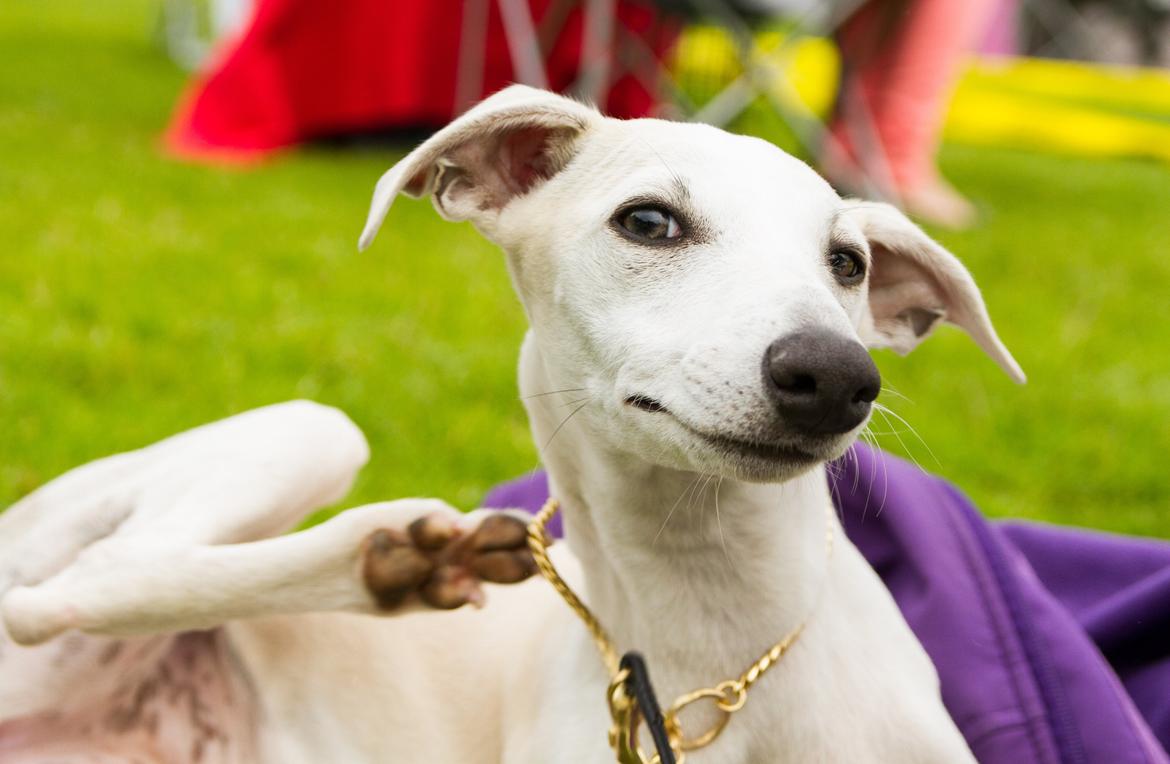 Whippet Kiwi - Juli 2013 billede 38
