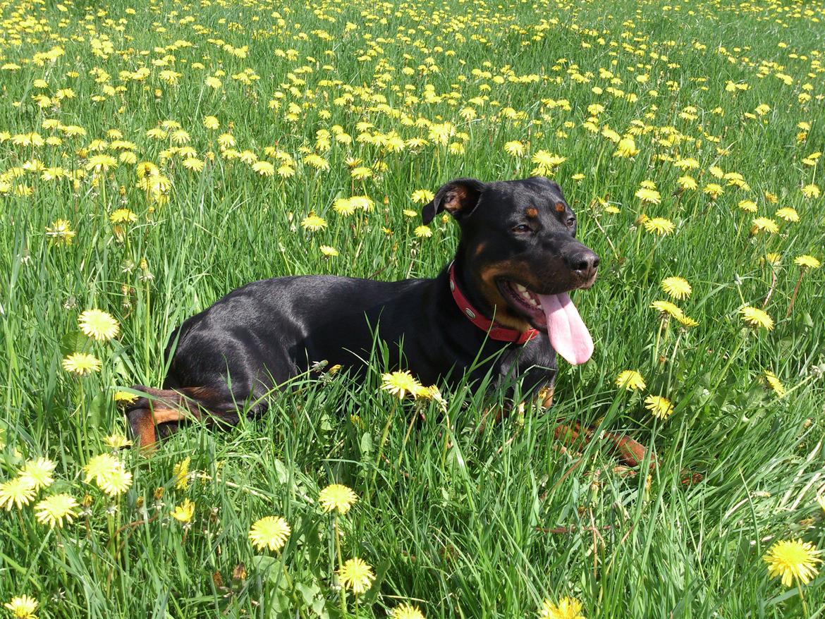 Blanding af racer Tjalfe (rottweiler/labrador) - Tjalfe, omkring 2 år gammel. billede 1