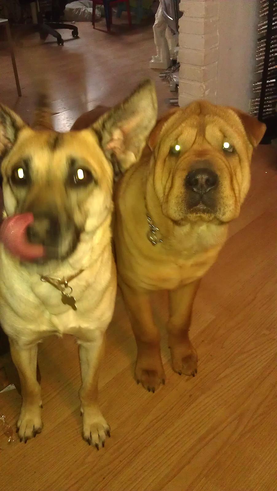 Blanding af racer Canadisk ulvehund/?? Navn Laika billede 14