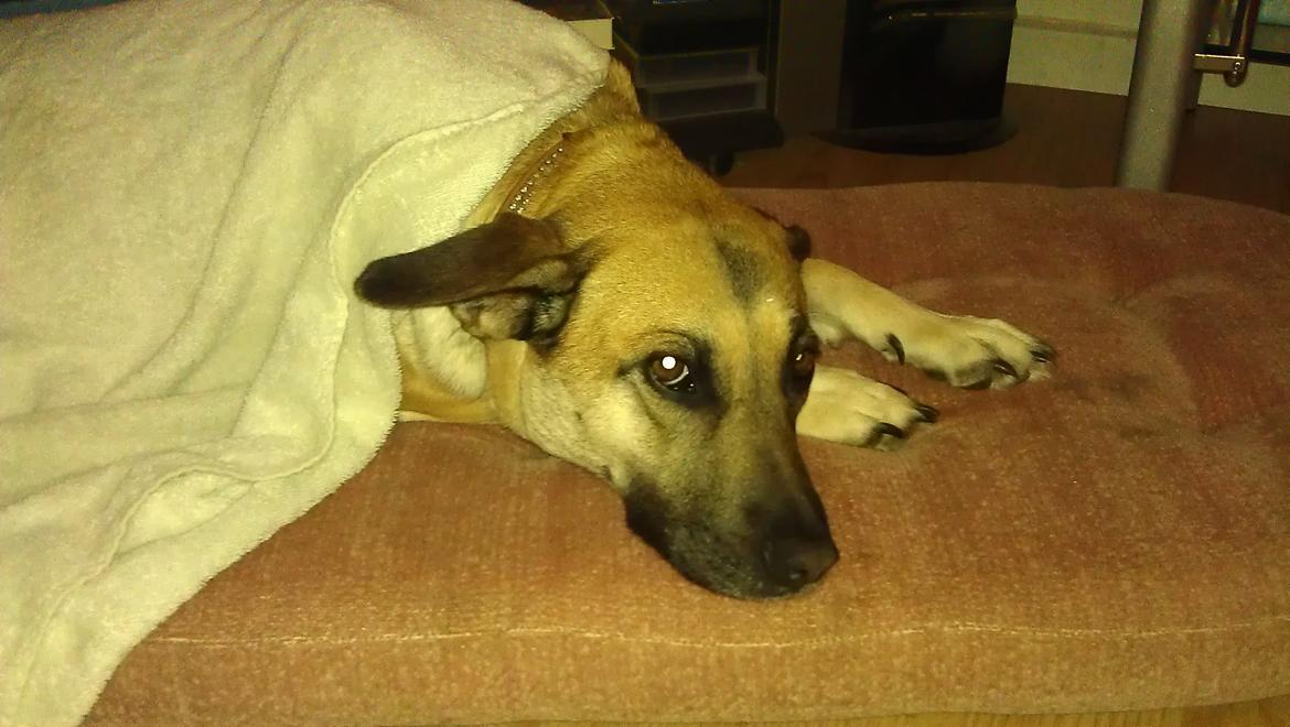 Blanding af racer Canadisk ulvehund/?? Navn Laika billede 15