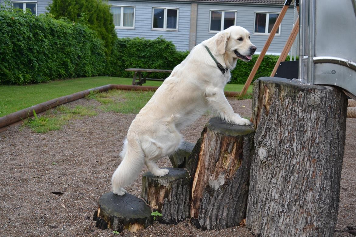 Golden retriever Bertha *Tricksdyret*<33 billede 12