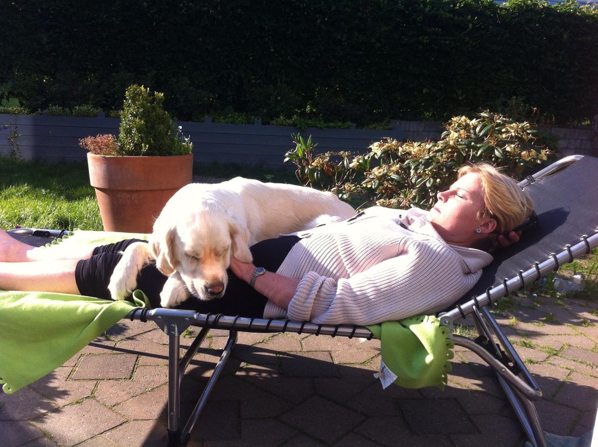 Golden retriever Bertha *Tricksdyret*<33 billede 13