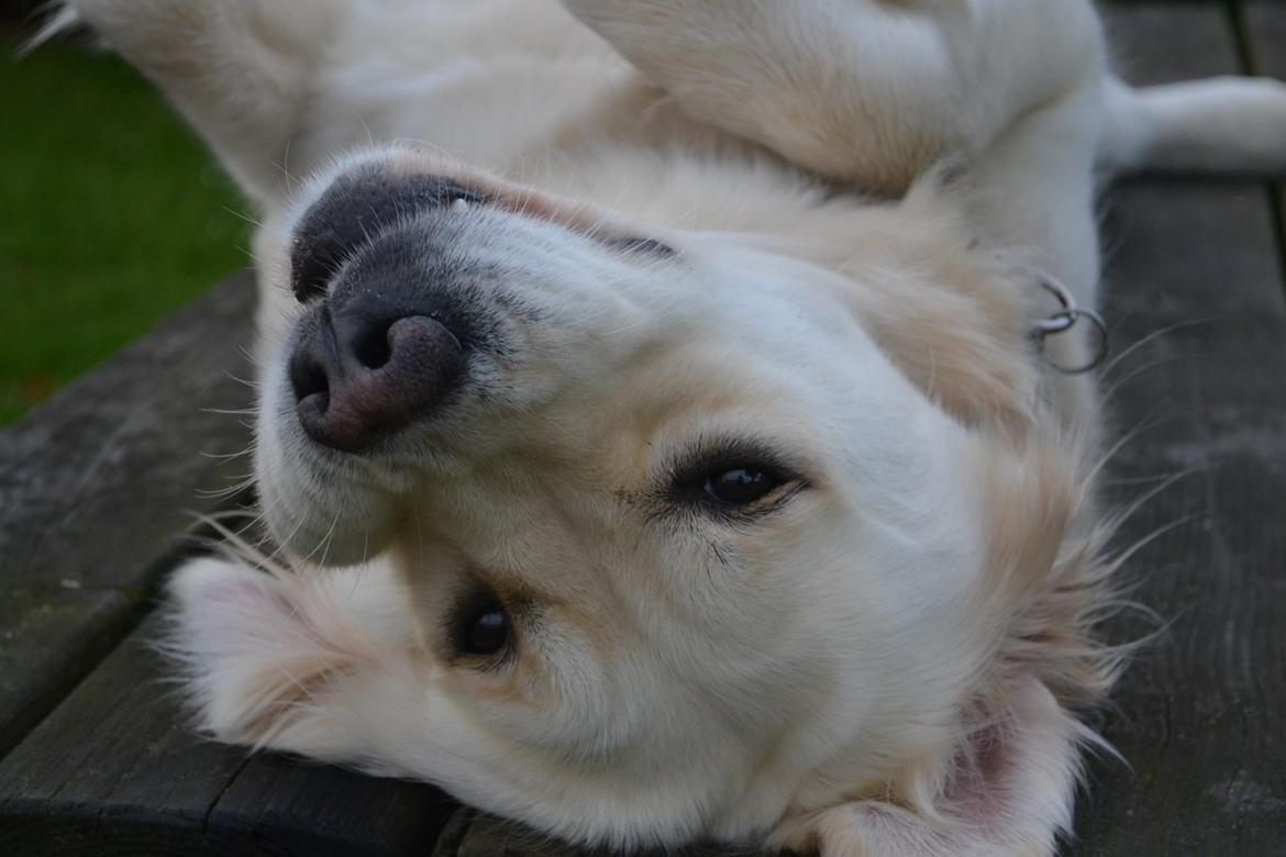 Golden retriever Bertha *Tricksdyret*<33 billede 14