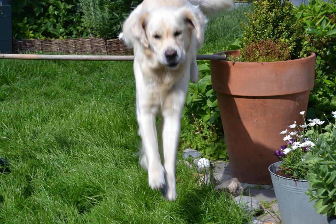 Golden retriever Bertha *Tricksdyret*<33 billede 15