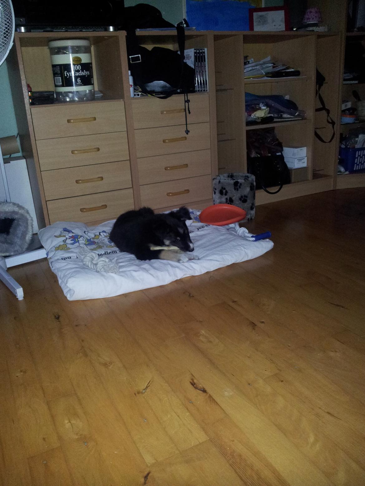 Blanding af racer Baloo - min dejlige dyne billede 11