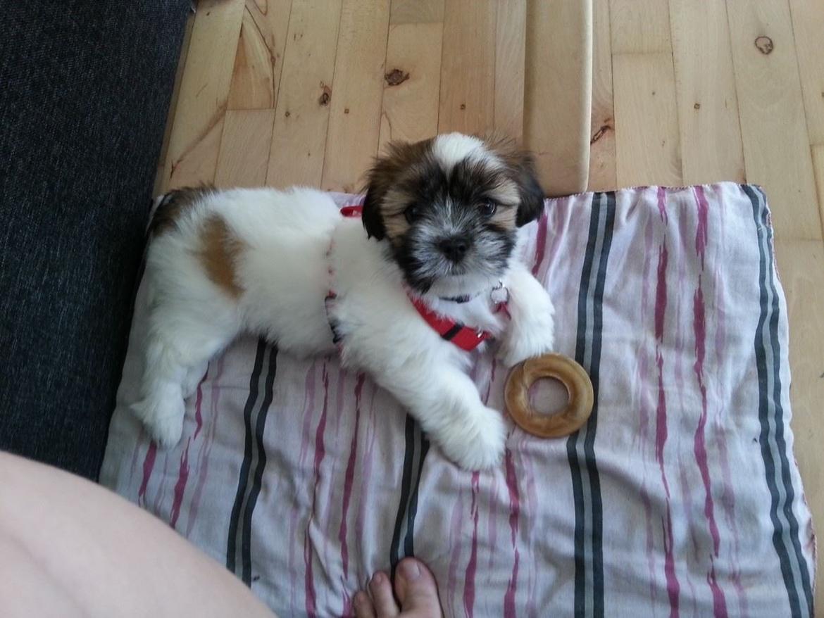 Lhasa apso Bibi Friis  billede 1