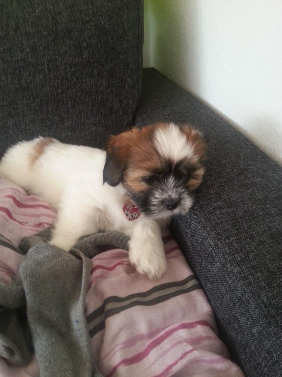 Lhasa apso Bibi Friis  billede 2