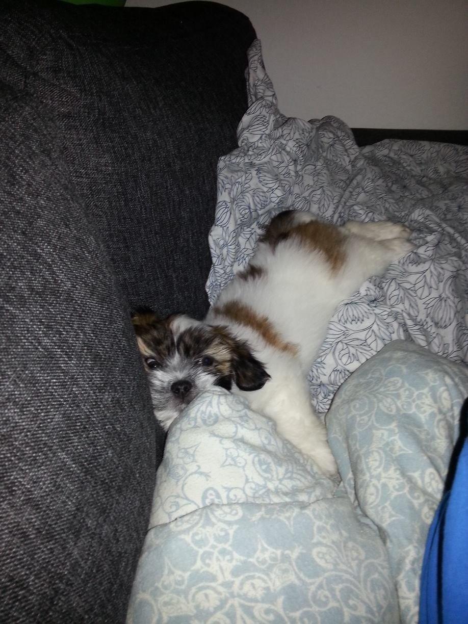 Lhasa apso Bibi Friis  billede 3