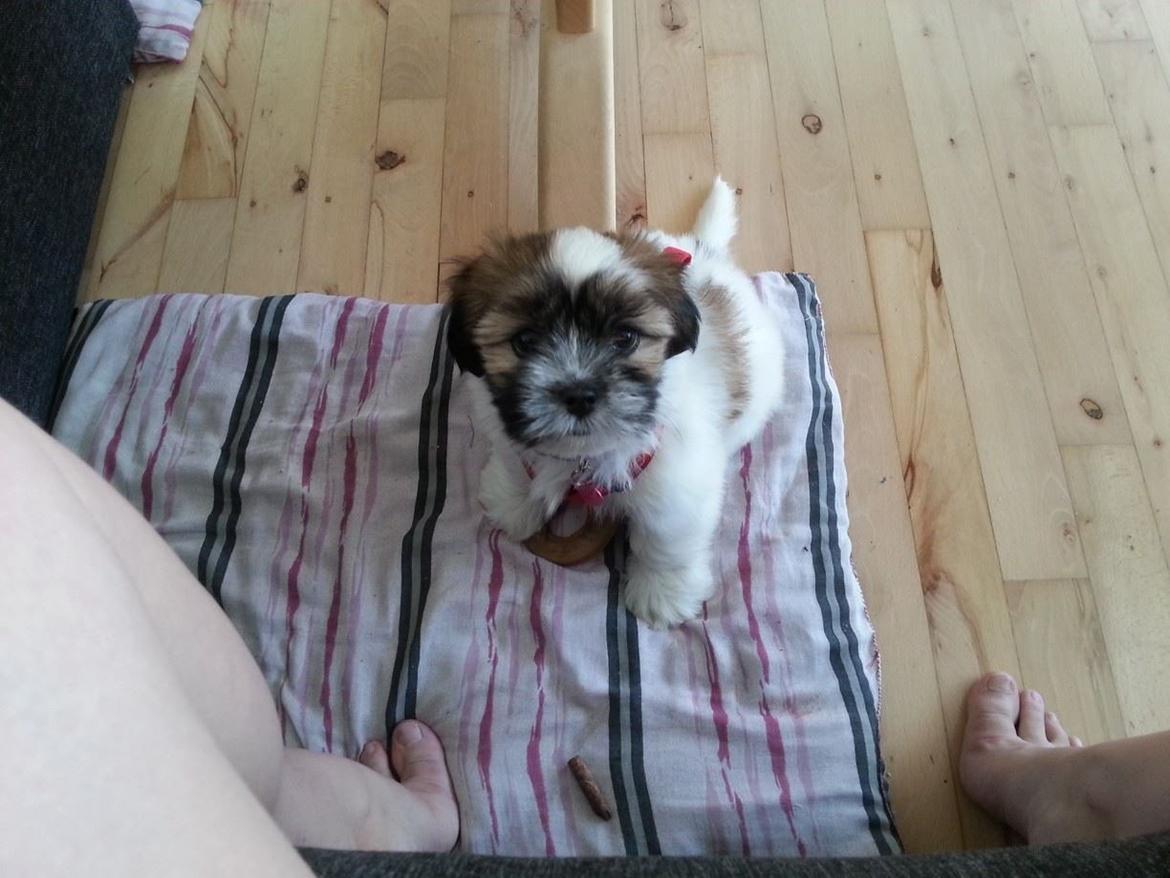 Lhasa apso Bibi Friis  billede 4