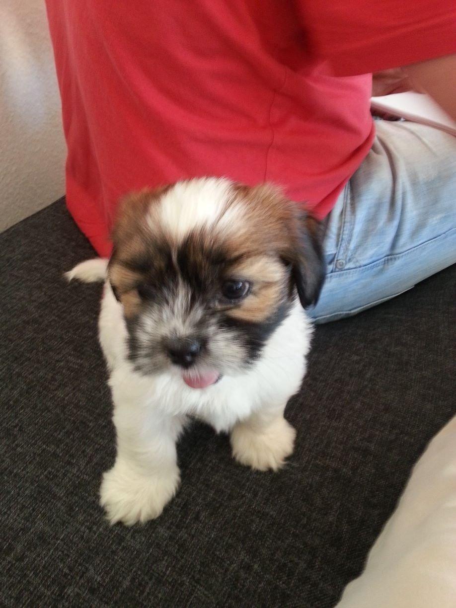 Lhasa apso Bibi Friis  billede 5
