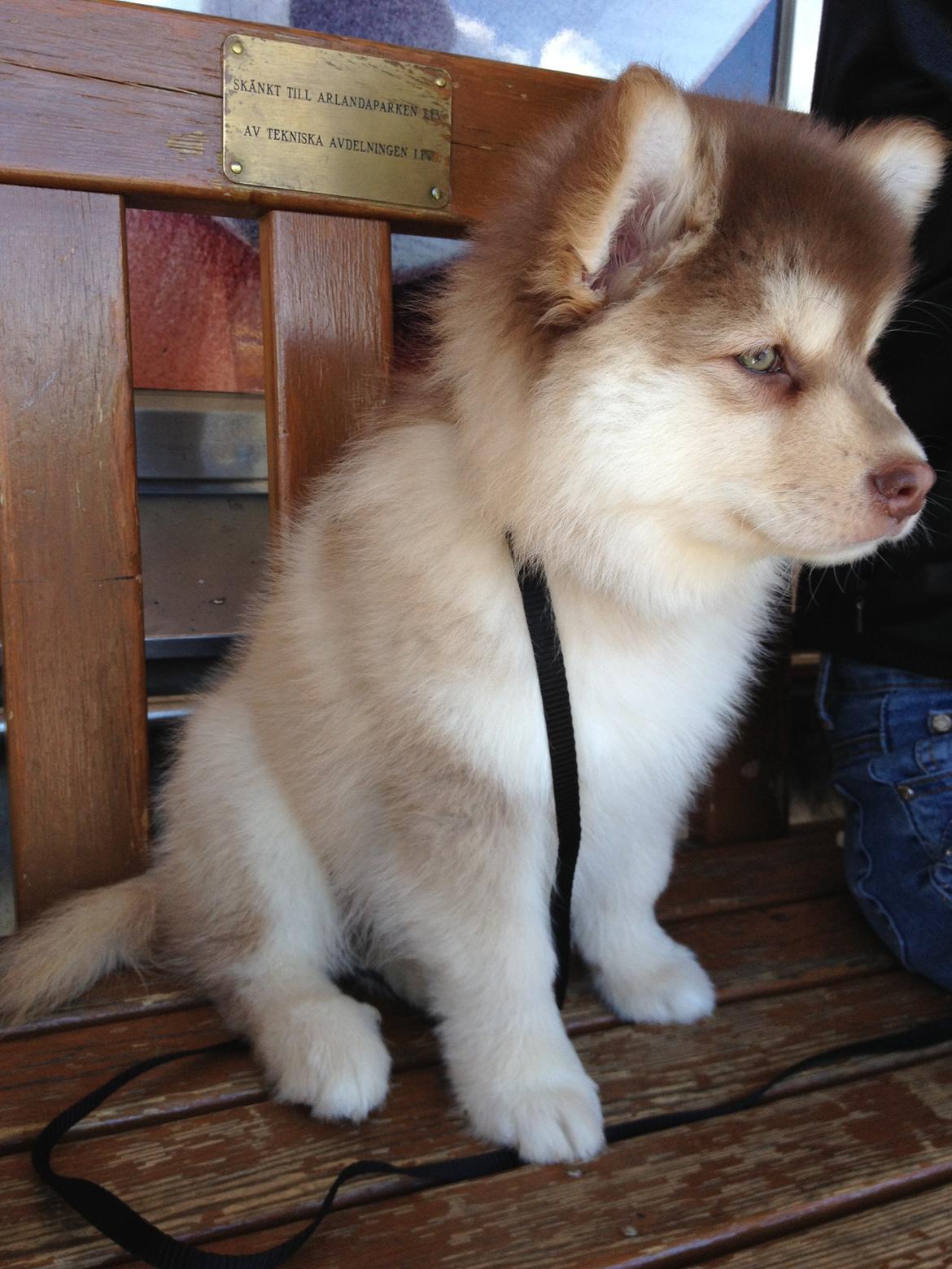 Finsk lapphund Cody  (Almlieds Isaac) billede 3