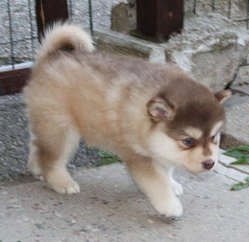 Finsk lapphund Cody  (Almlieds Isaac) billede 9