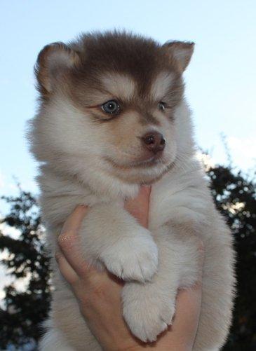 Finsk lapphund Cody  (Almlieds Isaac) billede 6
