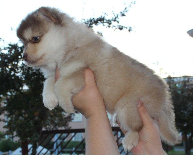 Finsk lapphund Cody  (Almlieds Isaac) billede 10