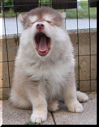 Finsk lapphund Cody  (Almlieds Isaac) billede 8