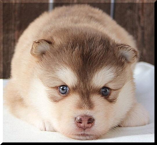 Finsk lapphund Cody  (Almlieds Isaac) billede 4