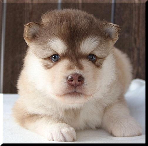 Finsk lapphund Cody  (Almlieds Isaac) billede 5