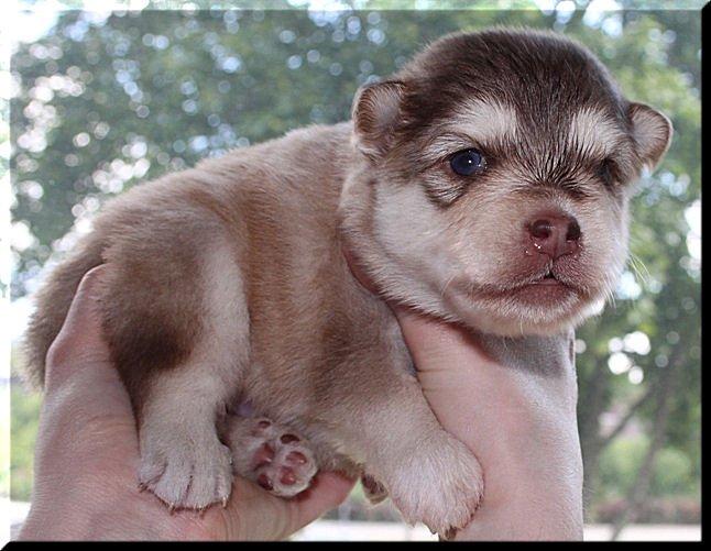 Finsk lapphund Cody  (Almlieds Isaac) billede 11