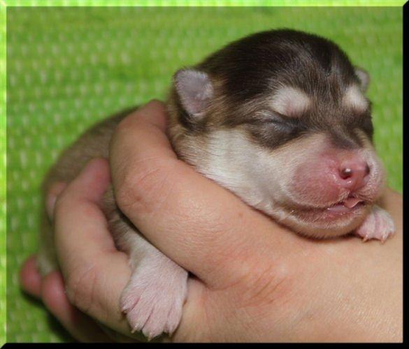 Finsk lapphund Cody  (Almlieds Isaac) billede 12