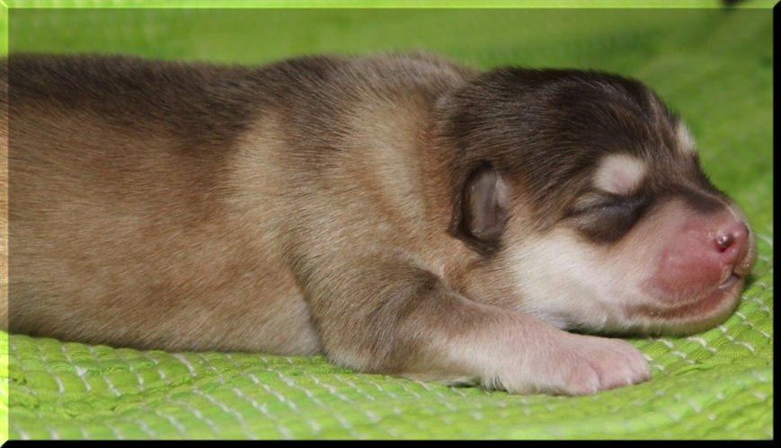 Finsk lapphund Cody  (Almlieds Isaac) billede 13